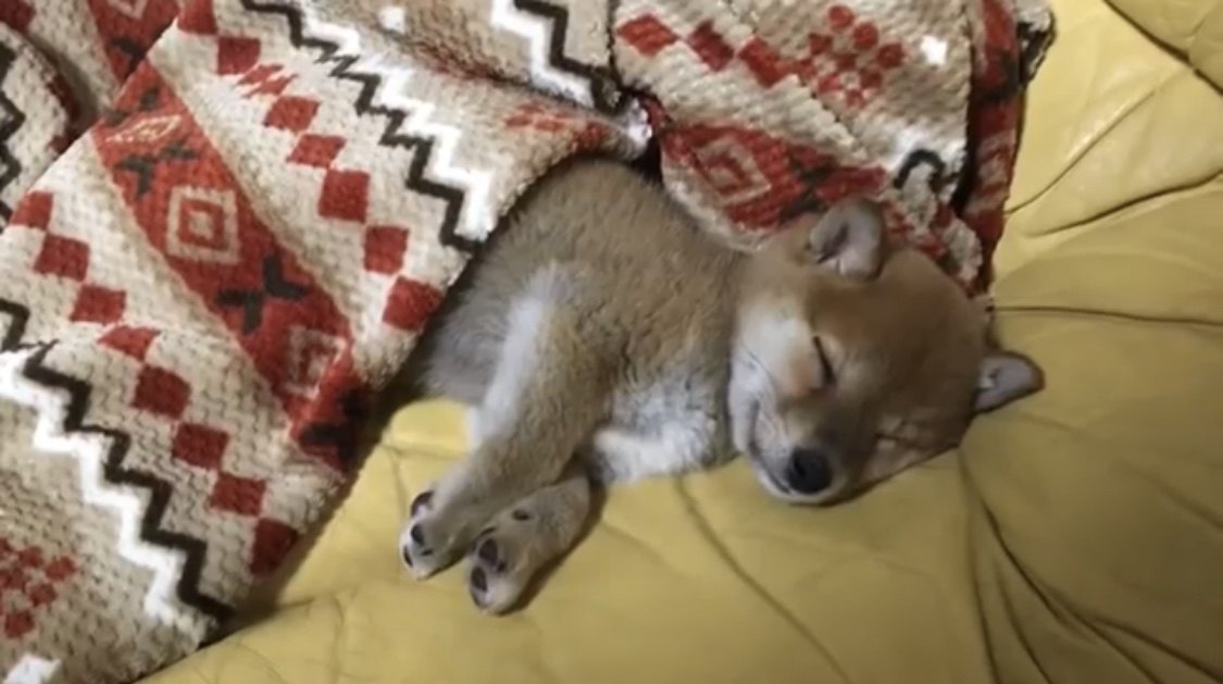 きゅんきゅんが止まらない♪柴犬パピーちゃんのお出迎え