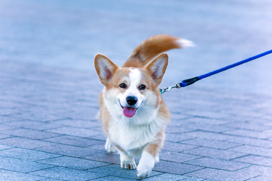 病気になりやすい犬に共通する４つのこと