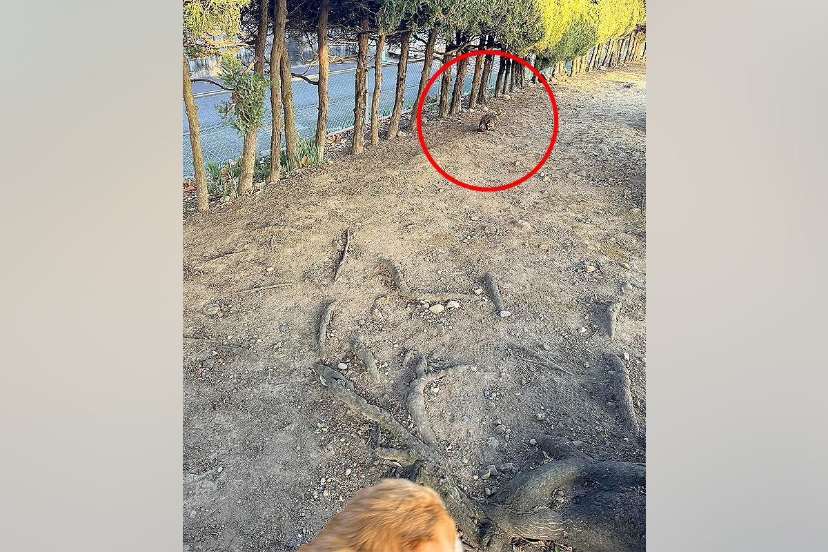 大型犬と散歩中に『猫』を発見→そーっと近づいてみたら、勘違いで…『まさかすぎる正体』に2万いいね「お腹痛いｗｗｗ」「なんか元気出た」