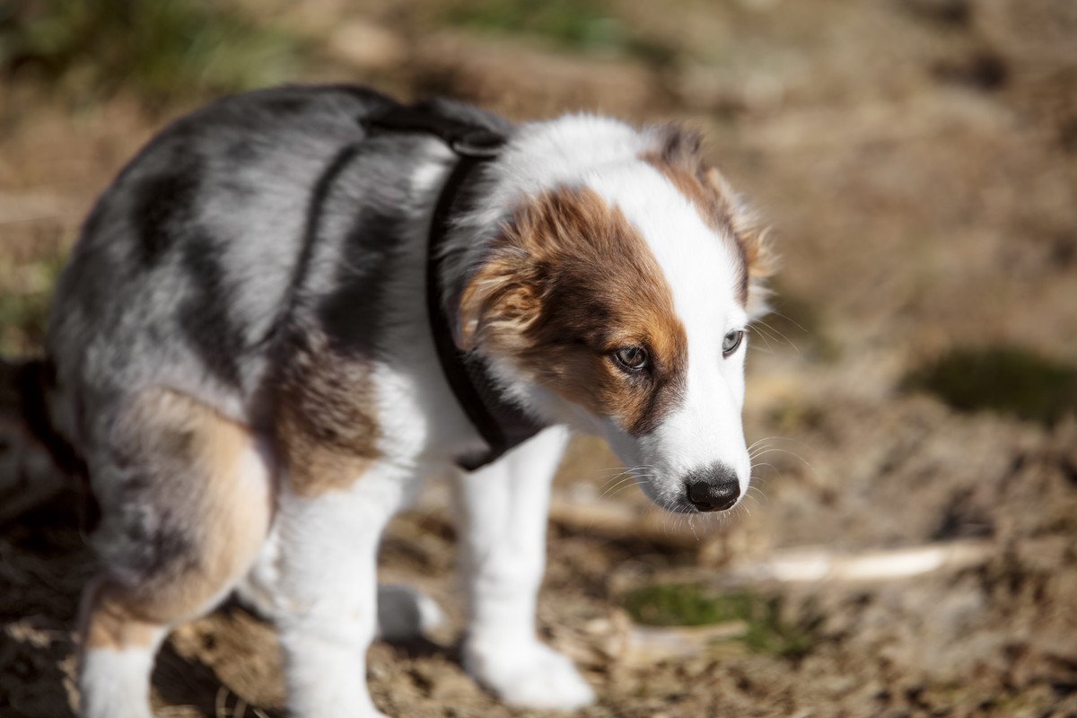 犬のウンチを道端に放置するのは危険？他の犬にも影響する3つのリスク