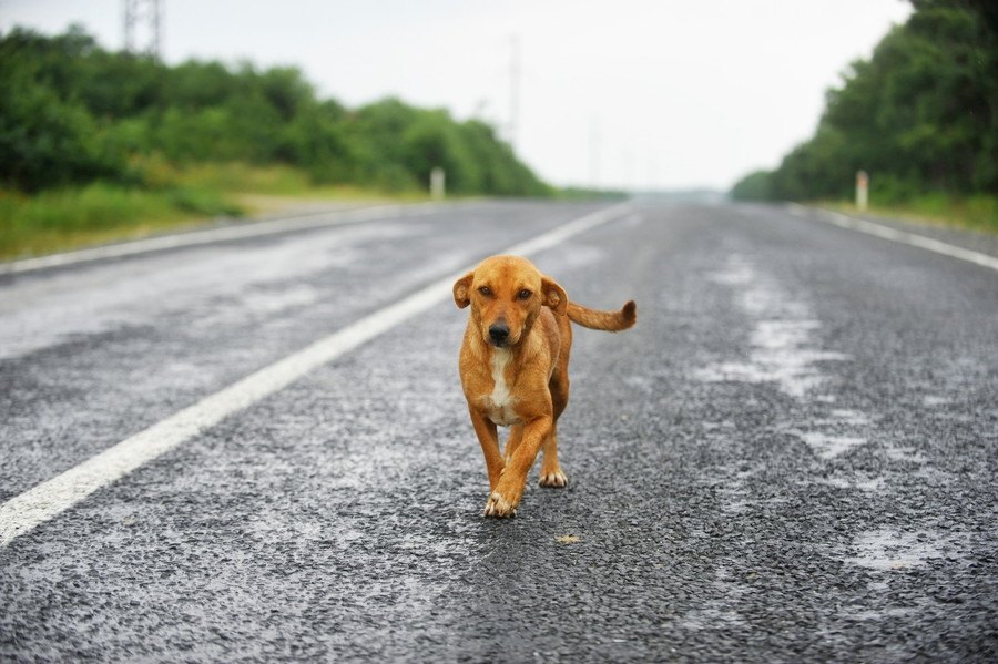 迷子犬を見つけたらどうすればいい？対応と注意点