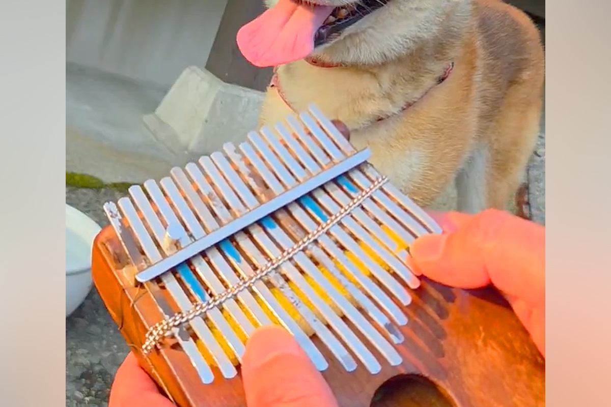 プロのカリンバ奏者が『犬の呼吸を聞いた』結果→おもむろに楽器を取り出して…シュールすぎる光景に4万いいね「続きを…！」「メトロノームで草」