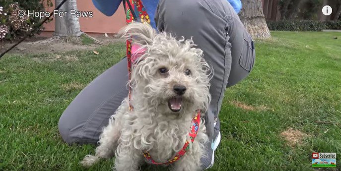 路上生活していた小型犬を保護。暴れる元気があるのはグッド！