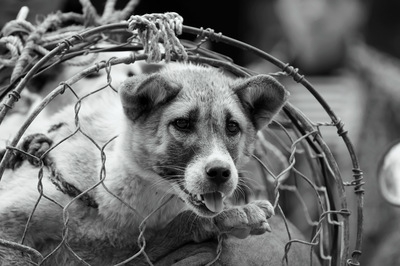 犬猫の販売業者を取り締まる新たな動き。果てしてこれが犬猫の幸せにつながるのか