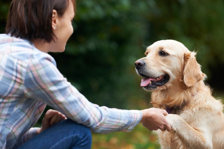 犬が取っ組み合いをする心理とは？ケンカと遊びの見分け方まで