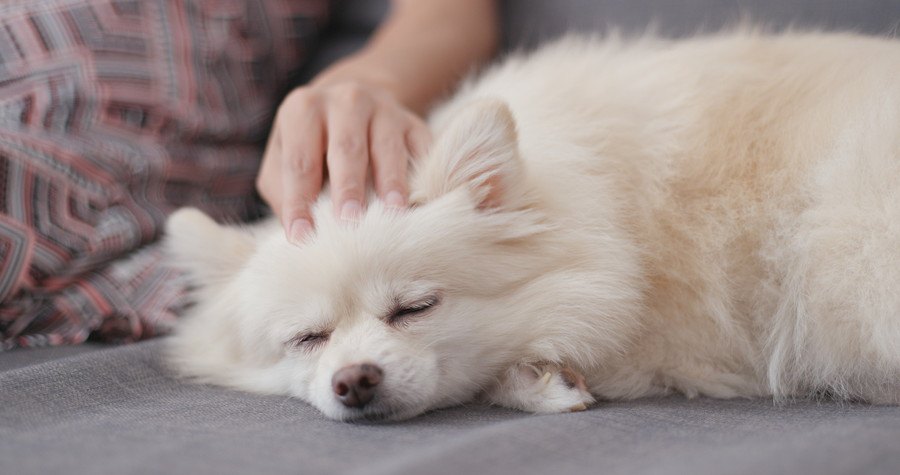 夢を見てるの？犬が寝ながら走る仕草をする理由