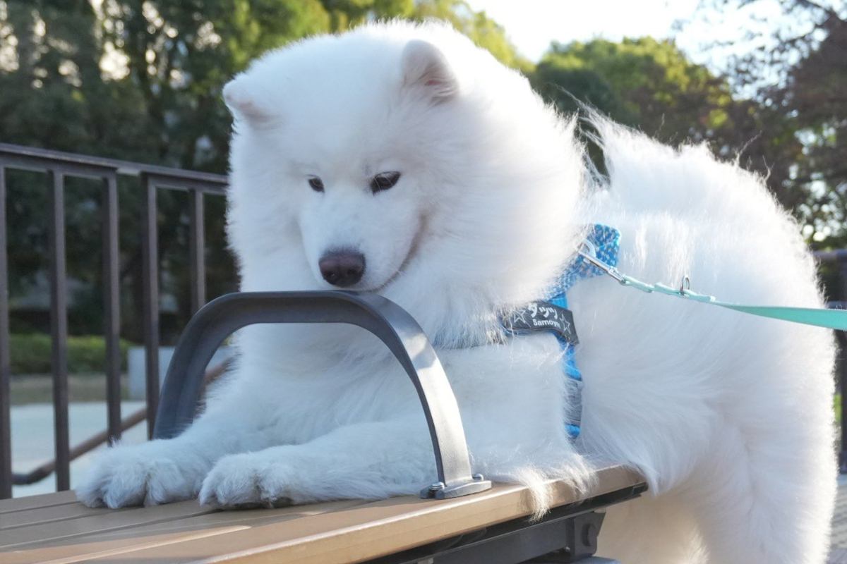 どうしても『ベンチの隙間』が気になるサモエド犬→無謀な挑戦をして…まさかの表情に18万いいね集まる「絶対自分のこと子犬だと思ってるｗ」