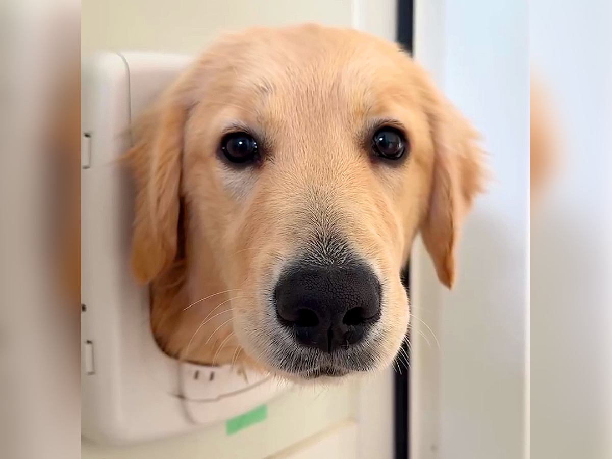 2匹の大型犬を『ドア越しに呼んでみた』結果…想像以上に賢い行動が可愛すぎると70万再生「天才かな？」「名前聞き分けてて凄い」と驚き