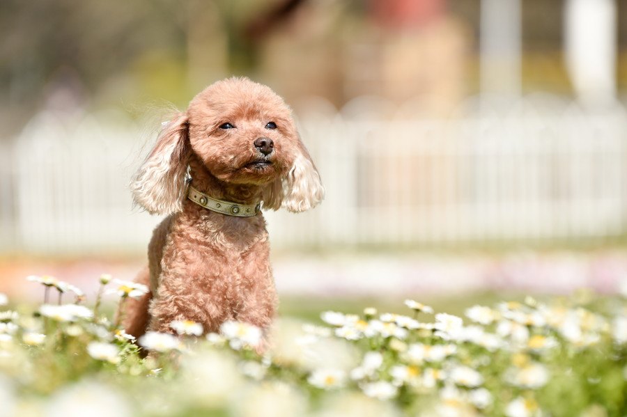 犬が『飼い主に理解してほしい』と思っていること2選