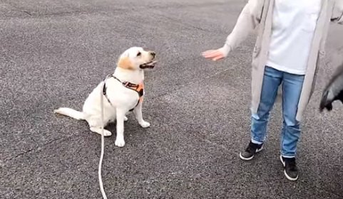 これなら安心！車の乗り方を覚えたワンちゃん