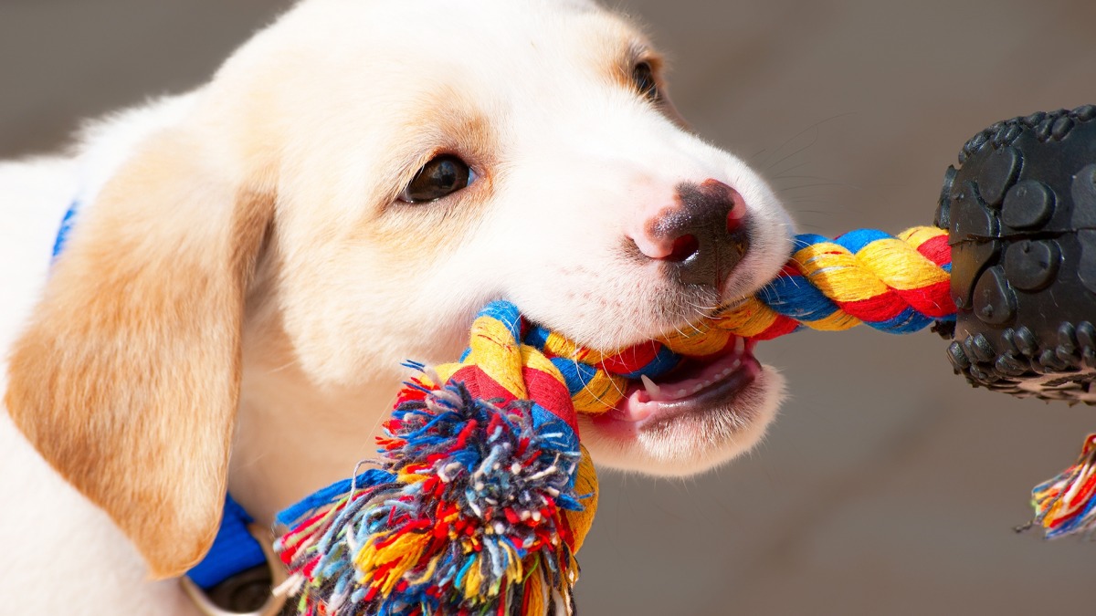 実は都市伝説だった！「遊びで犬が勝つのはダメ」説について