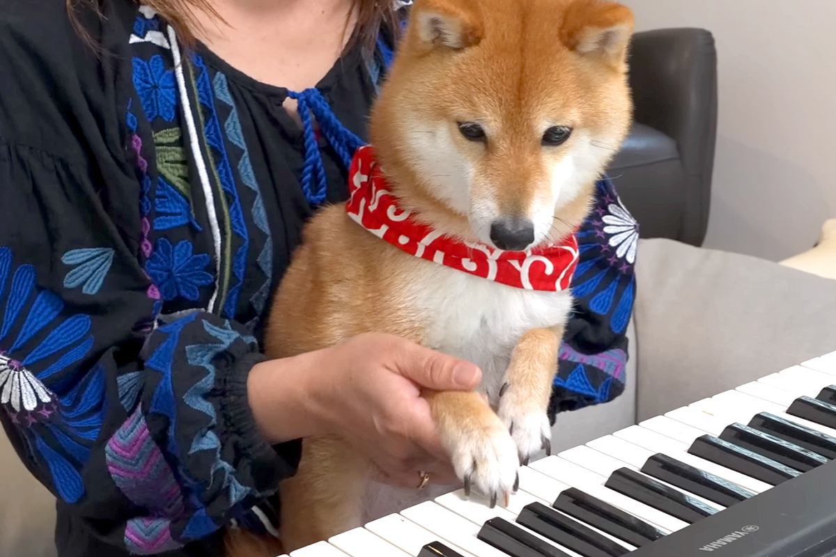 『ピアノの弾き方』を4匹の犬に教えてみた結果→1匹が興味津々になって…微笑ましすぎる『ピアニスト誕生の瞬間』に反響「口で弾くの可愛すぎ」