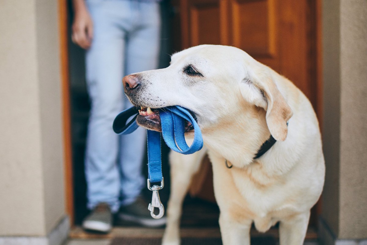 犬の散歩をきちんとするのはどんな人？イギリスでの調査結果