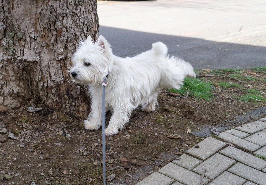 実はこんな意味があった！犬が『おしっこをした後に見せる行動』3選