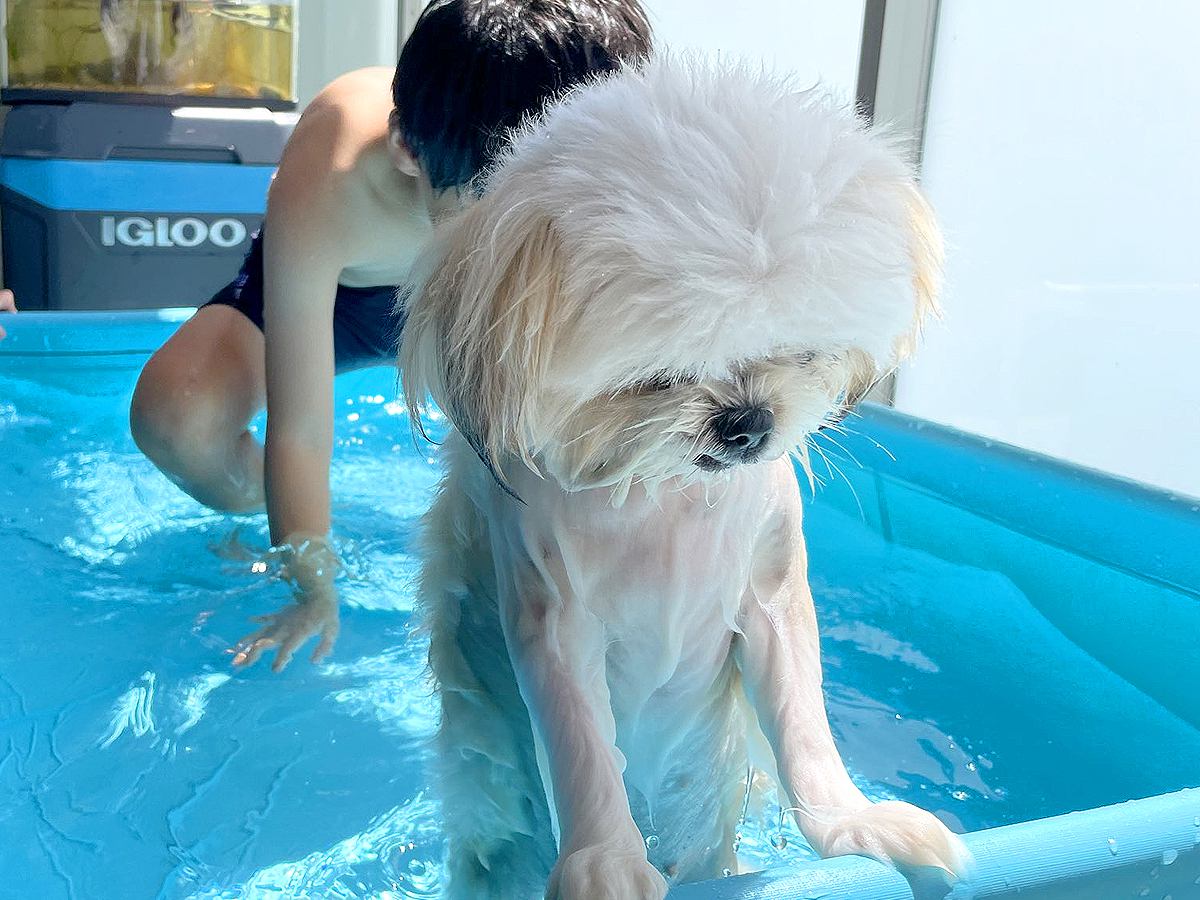 『今日もか…』犬が子どもたちとプールに入った結果…悲壮感がすごい『哀愁漂う姿』に26万いいねの大反響「中に人入ってる？」「表情最高ｗ」