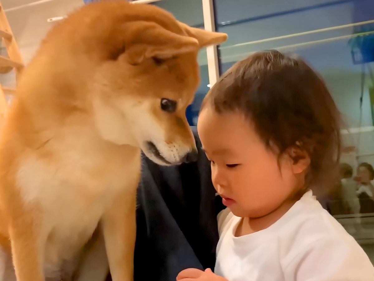 2歳の女の子が危ないことをするので叱った結果→犬が寄ってきて…とんでもなく尊い『まさかの行動』が863万再生　成長したふたりの現在も