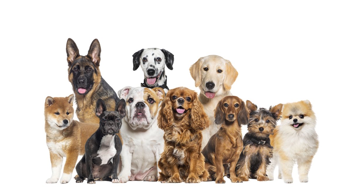 『アニメに登場する犬』の種類7選　世界中で親しまれている有名なキャラクターとは？