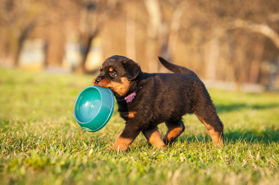 犬が栄養失調になってしまう『ご飯の与え方』４選！極端なダイエットは命の危険も