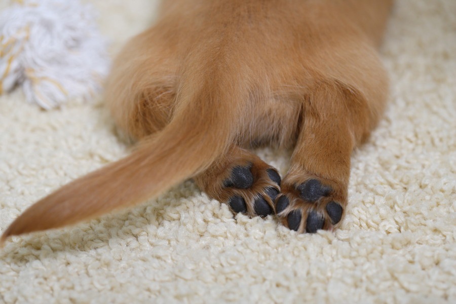 犬の肉球をマッサージするやり方と期待できる効果