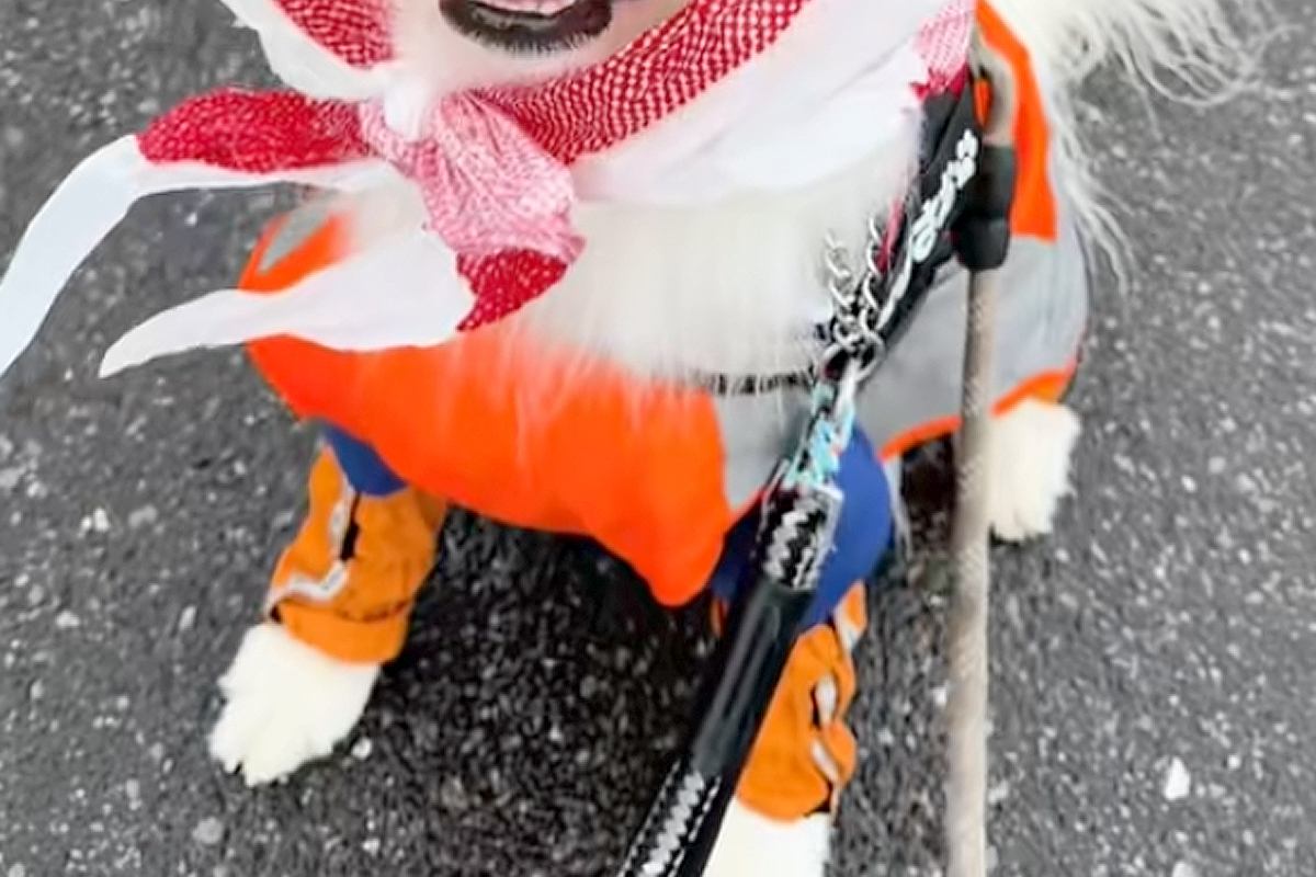 雨の日、カッパを着せても大型犬の頭が濡れてるので『ビニール袋を被せた』結果…あまりにも似合っている光景に反響「めちゃ可愛い」「癒やさる」