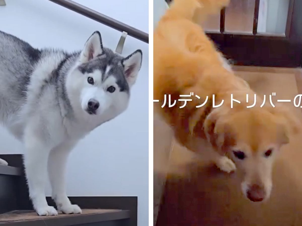 『シャンプーしようか』と2匹の大型犬に声をかけた結果→まさかの『正反対すぎる反応』が26万再生「温度差たまらん」「去っていく後ろ姿ｗ」