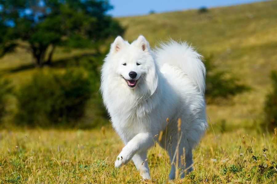  インスタフォロワー爆発中の山P！ドラマで話題のモフモフ犬の犬種は？