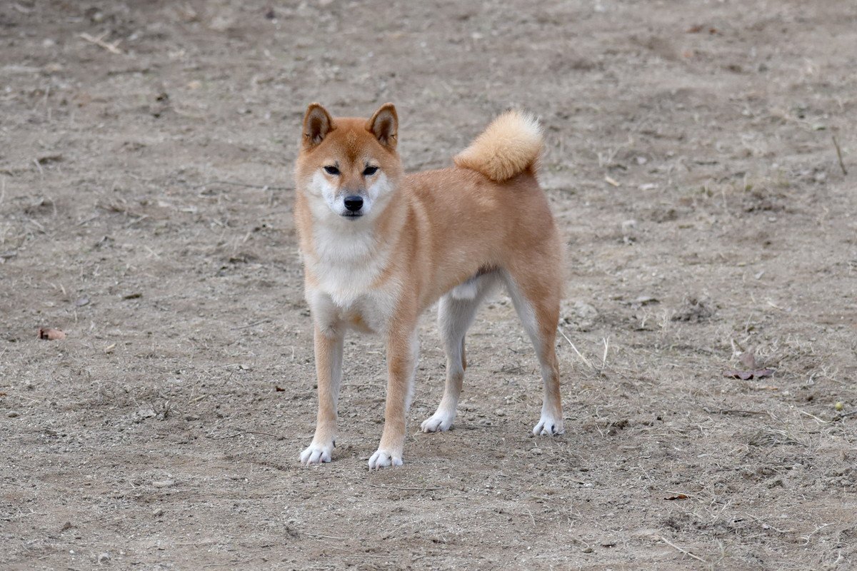 犬がピタっと動かなくなってしまう理由とは？4つの心理と抑えるべきポイント、どのような対応をすべきか