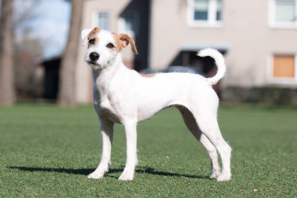 【獣医師監修】パーソン・ラッセル・テリアってどんな犬種？特徴と性格や飼い方・価格相場まで解説