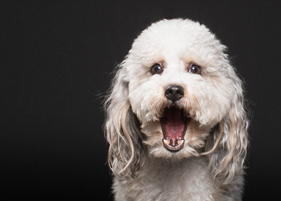 犬がびっくりしたときにみせるサイン5選　驚かさないようにするためにすべき配慮とは？