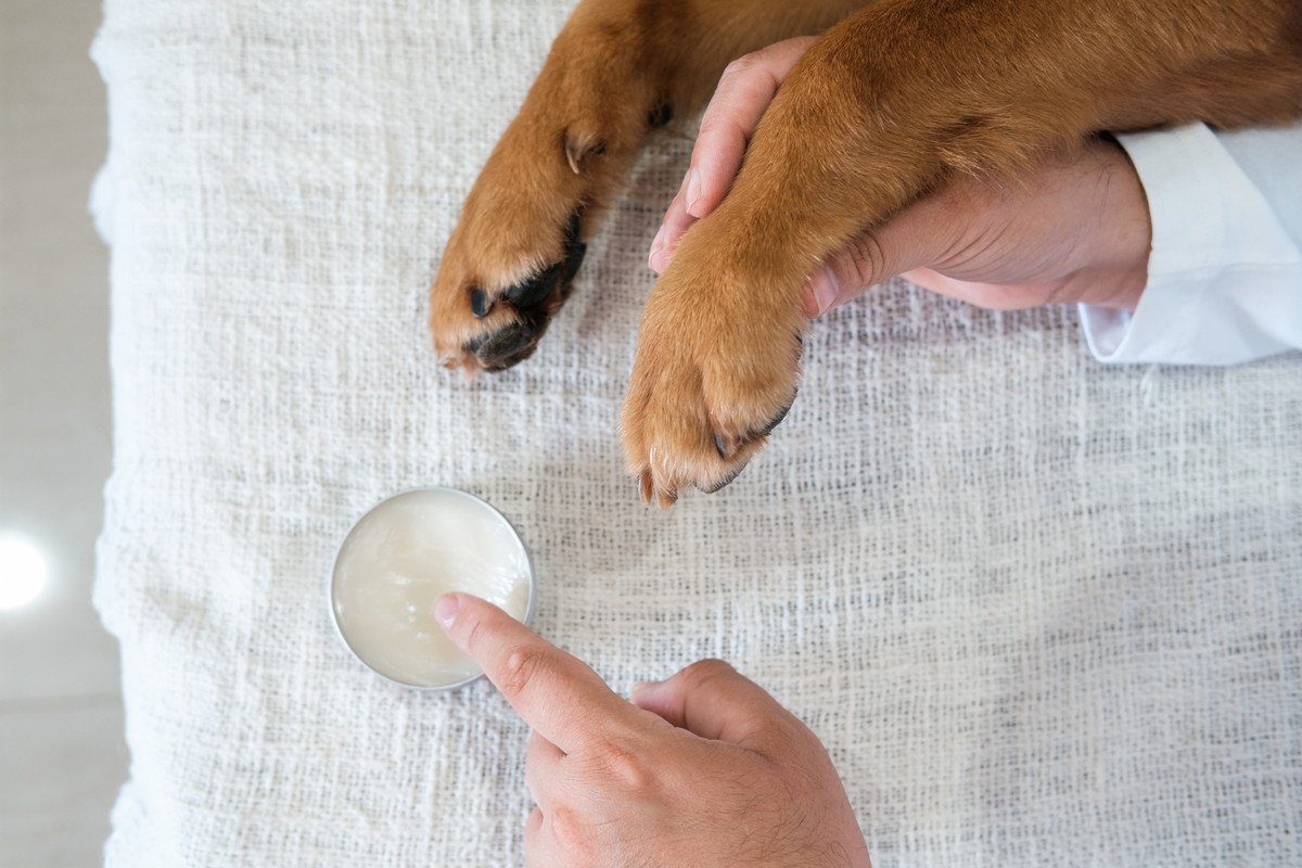 寒い時期に欠かせない『犬のお手入れ』4つ　知っておくべき注意点からケアの秘訣まで