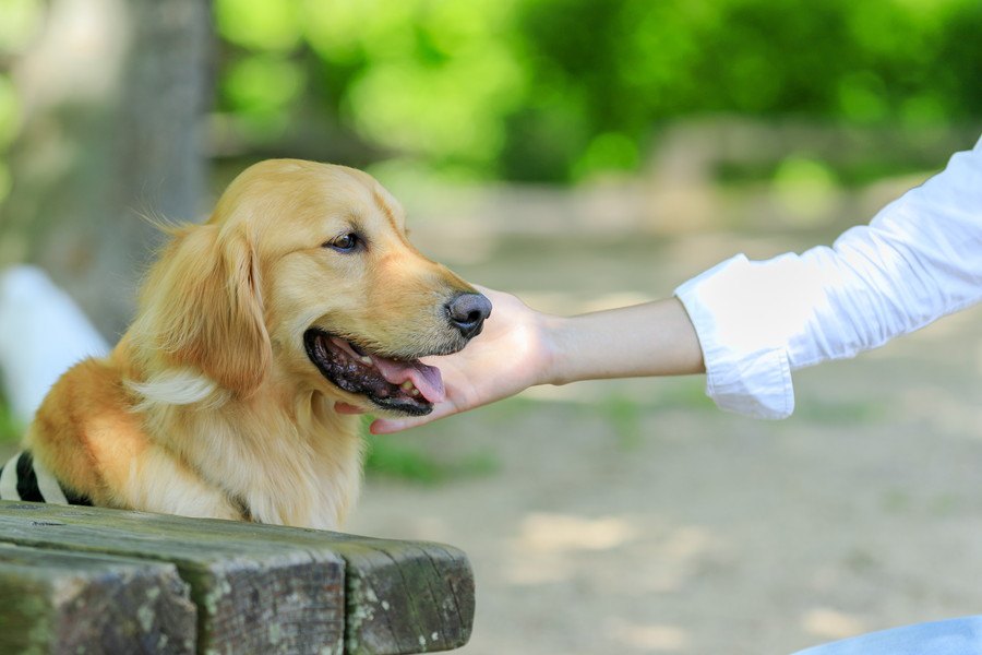 犬がなつく人、なつかない人の特徴