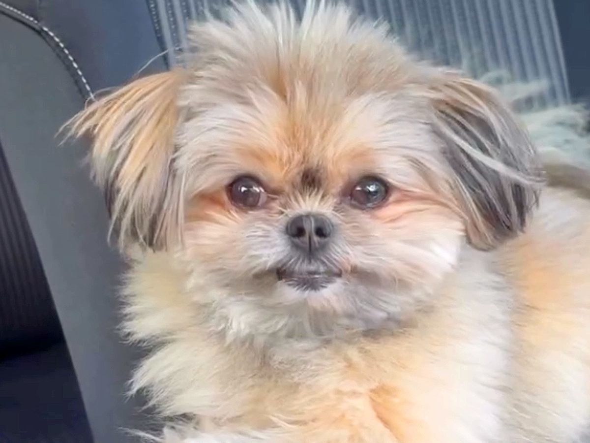 『パパとママどっちが好きか』を犬に聞いてみた結果…天と地ほど差のある『まさかの表情』が46万再生「あからさまで草」「泣いちゃうｗ」と爆笑
