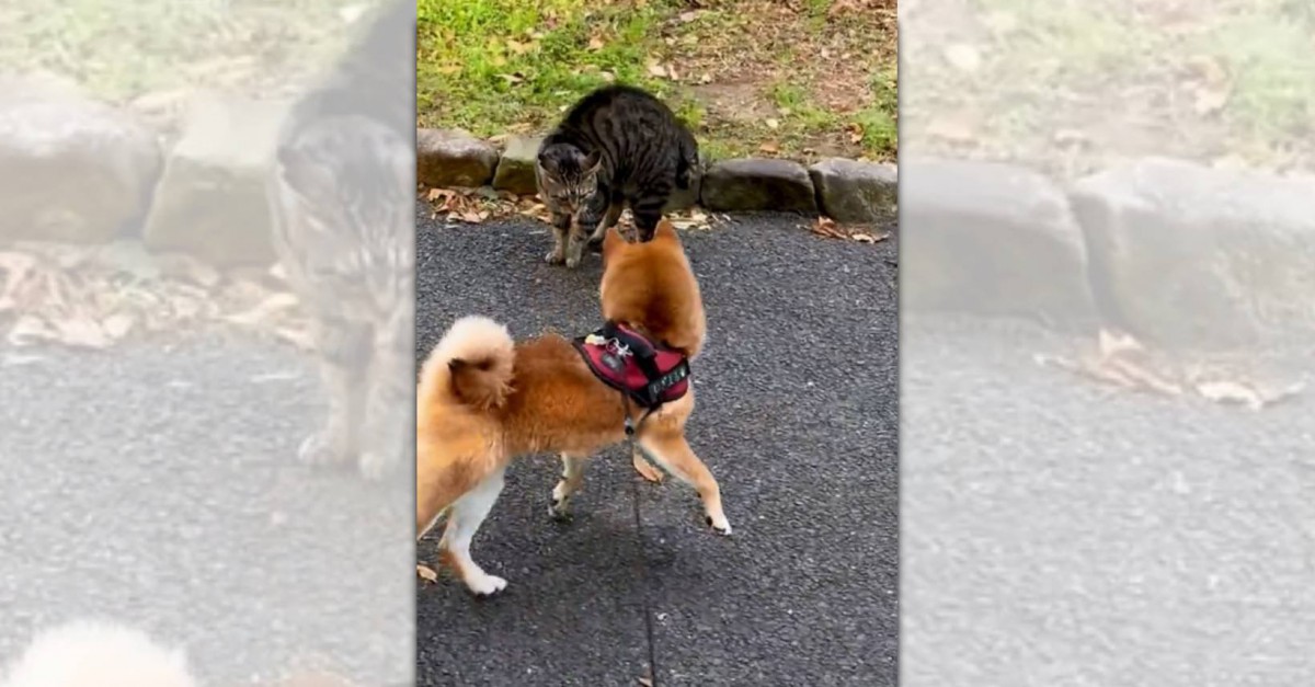 お散歩中に猫に凄まれ即退散！ちょっぴり気弱な柴犬さんが話題♡