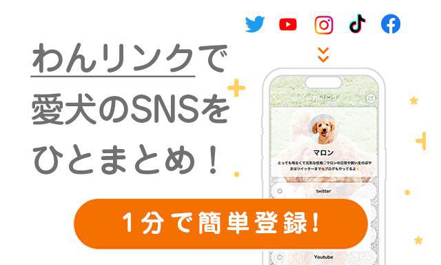 犬専用リンクまとめサービス『わんリンク』愛犬のSNSをオシャレにまとめよう♪