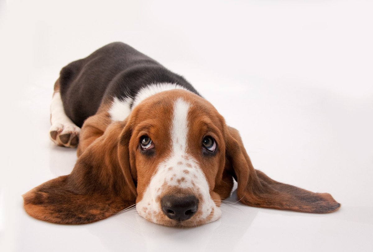 『運動が得意ではない』犬種3選　苦手といわれているワケや注意すべき行動まで