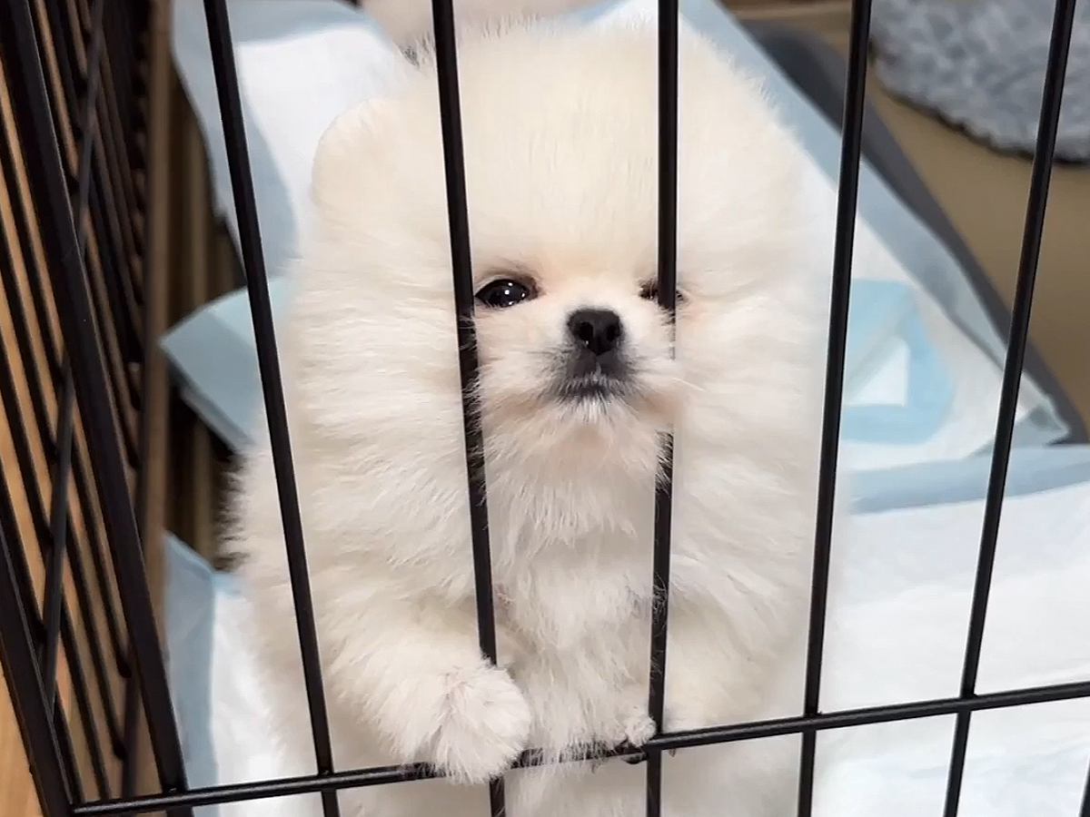 子犬と猫を初めて会わせてみた結果→興味津々になると思ったら…想像と違う『自由すぎる光景』が30万再生「大物ｗｗ」「どちらも愛おしい」