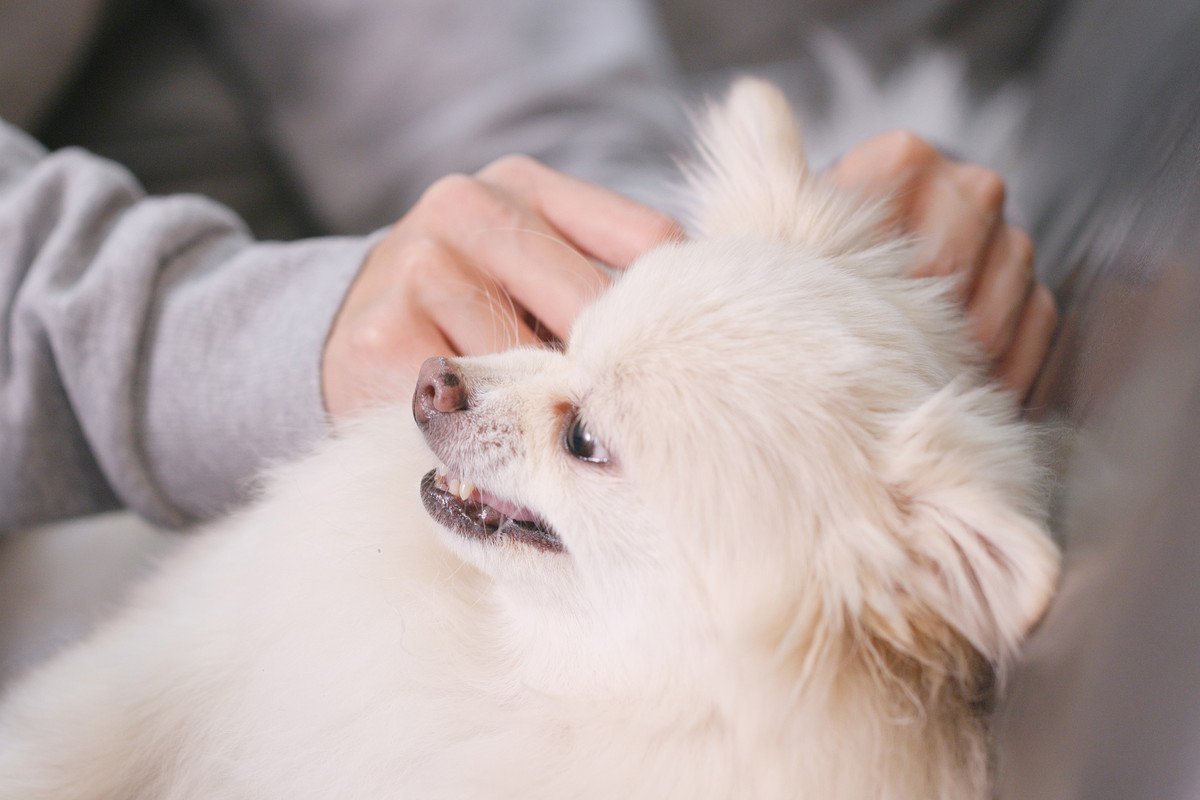 犬が不機嫌になるとみせる仕草や行動4つ　行動毎に配慮してあげるべきポイントをご紹介