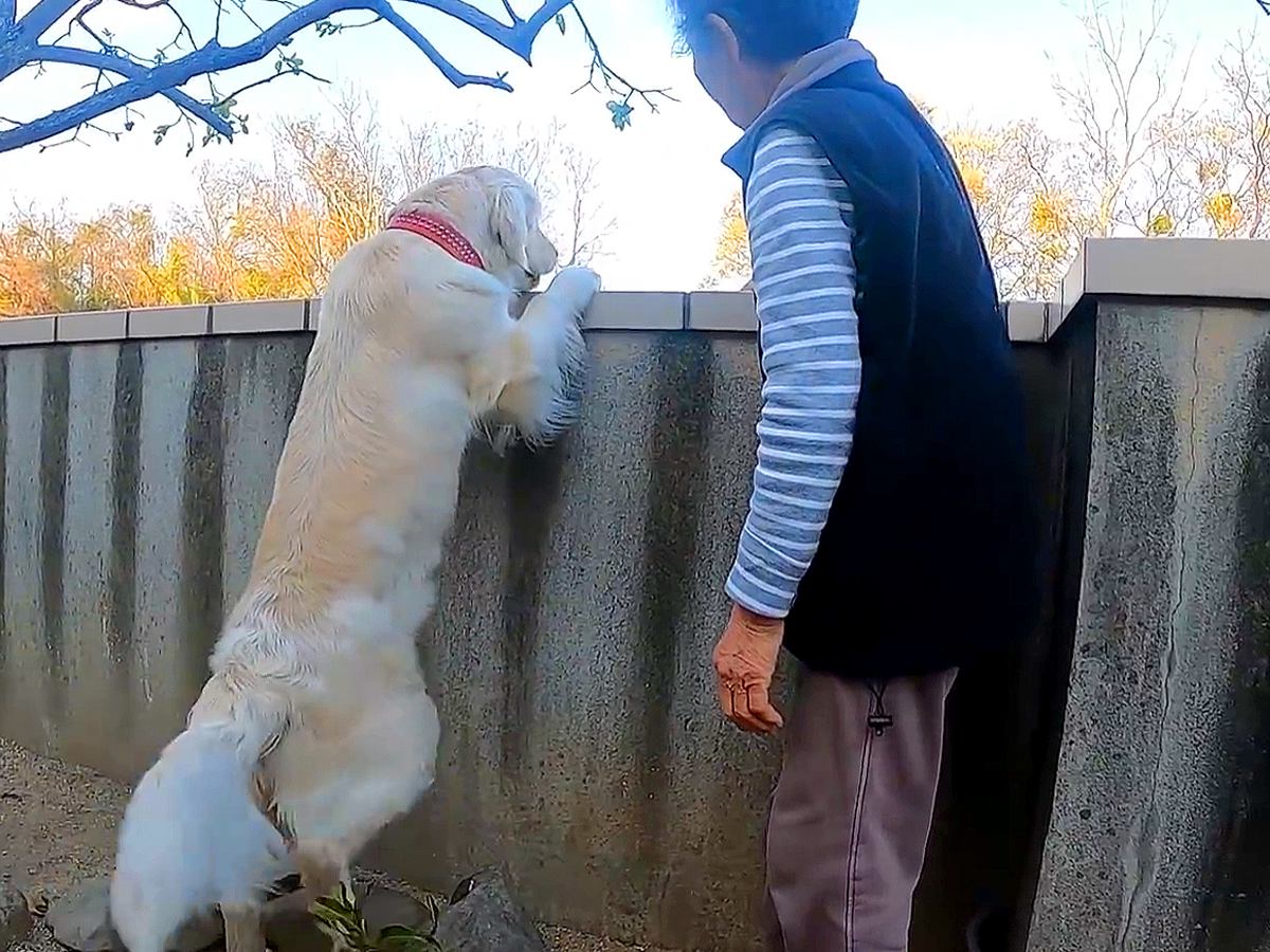 大型犬とおばあちゃんによる『田舎暮らし』の光景…なんでもない日常が幸せすぎると58万再生「平和そのもの」「宝物のような日々」と絶賛