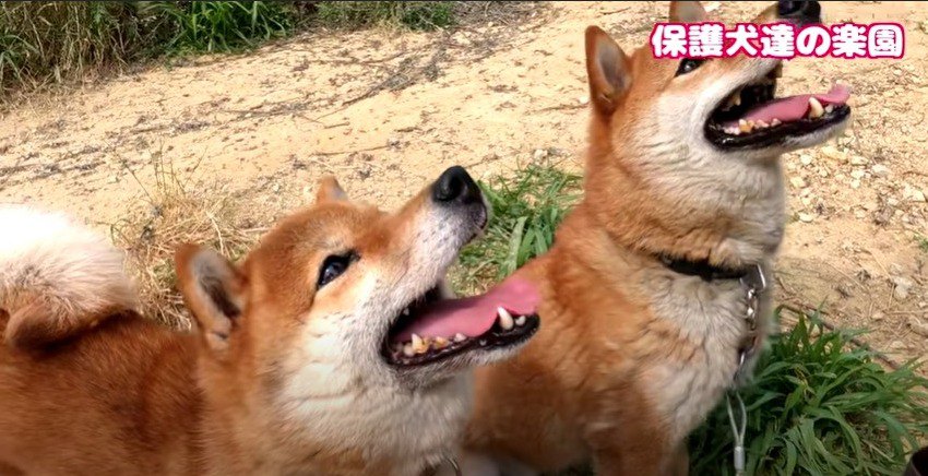 『元』超凶暴柴犬ペアの現在♡すっかり幸せそうな姿に感動！