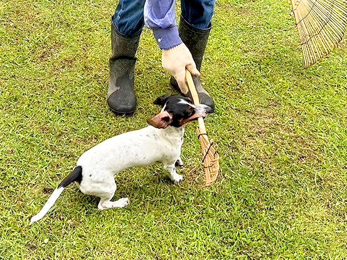 お父さんの庭掃除を手伝いたい子犬さん…『まさかの行動』で大はしゃぎする姿が可愛すぎると165万表示「かわいいｗ」「嬉しそう笑」と絶賛