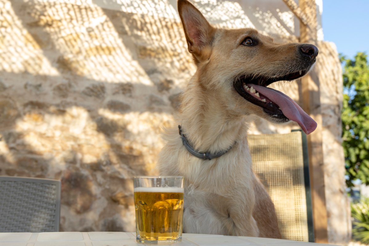 犬に『炭酸飲料』を飲ませるリスクとは？誤飲した場合の適切な対応まで解説