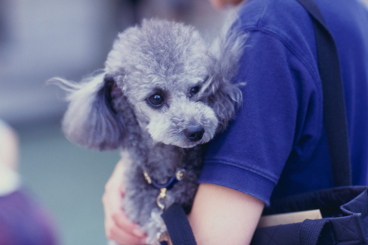 犬を抱っこしすぎるとどうなる？体への負担や考えられるリスクまで解説