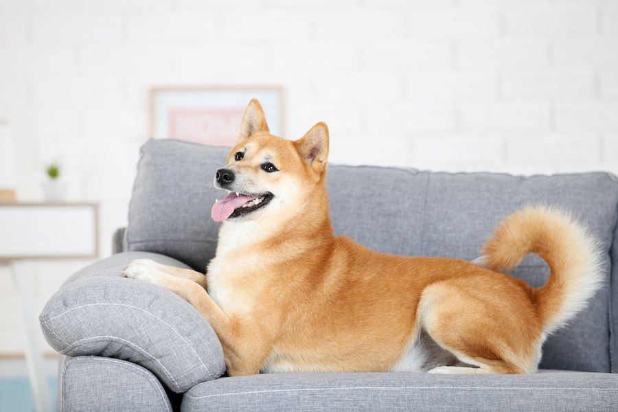 危険！家の中で犬の誤飲事故が多い意外なもの４つ