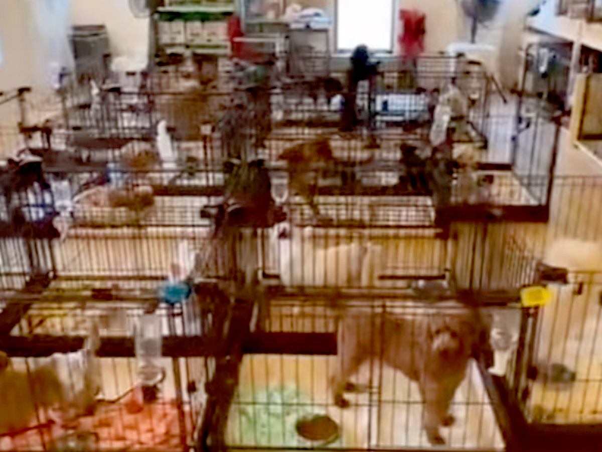 保護犬センターのライブ配信を見ていたら『亡き愛犬そっくりな犬』を発見→会いに行った結果…奇跡のような物語に反響「運命としか」「泣いた」