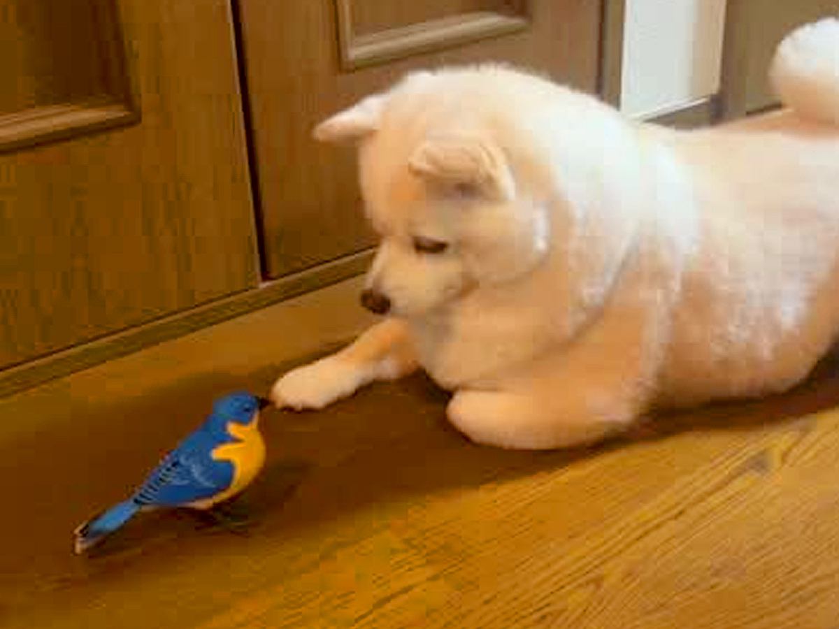自分用に買った『1000円の鳥のおもちゃ』→犬が気に入ってしまい…まさかの『絶対に触らせてくれない光景』が58万再生「守ってる」「天使」