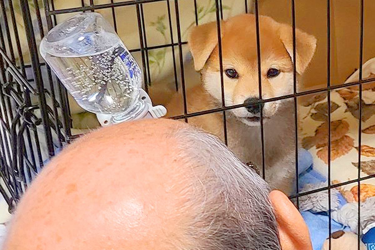 赤ちゃん犬を飼って3日目→父がずーっと見つめていて…『完全にダメになった光景』に42万いいね「気持ちわかる」「後ろ姿が…ｗ」現在の様子も