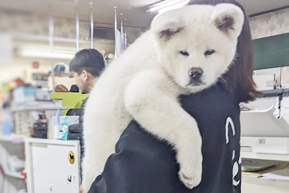 「秋田犬本当に未知数」生後2ヵ月の秋田犬パピーの大きさに1.1万人が騒然！