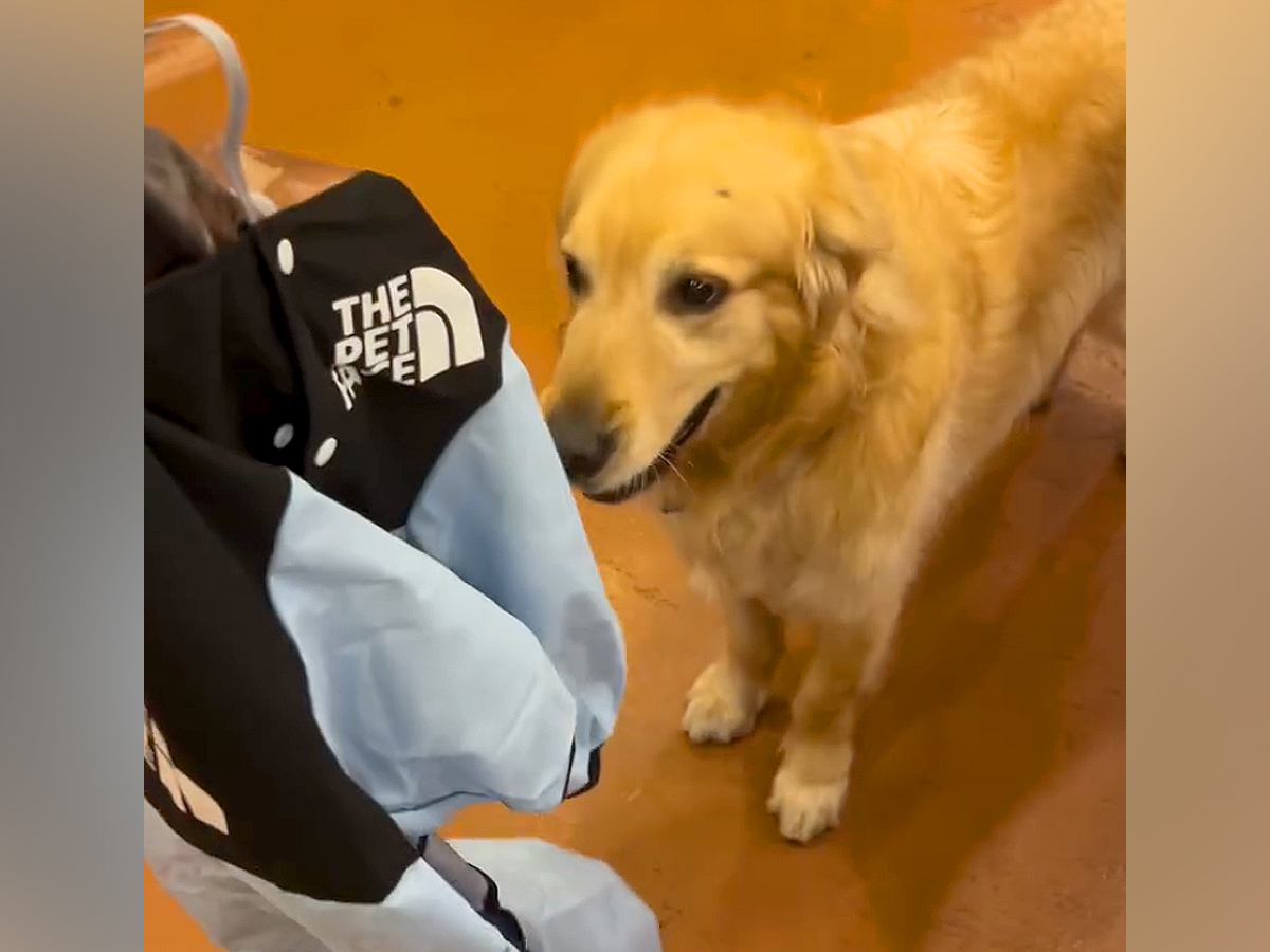 雨の日、快適に散歩できるよう『初めてのカッパ』を着る大型犬→想定外だった『尊い反応』に反響「見た目とのギャップ」「心が持たない」