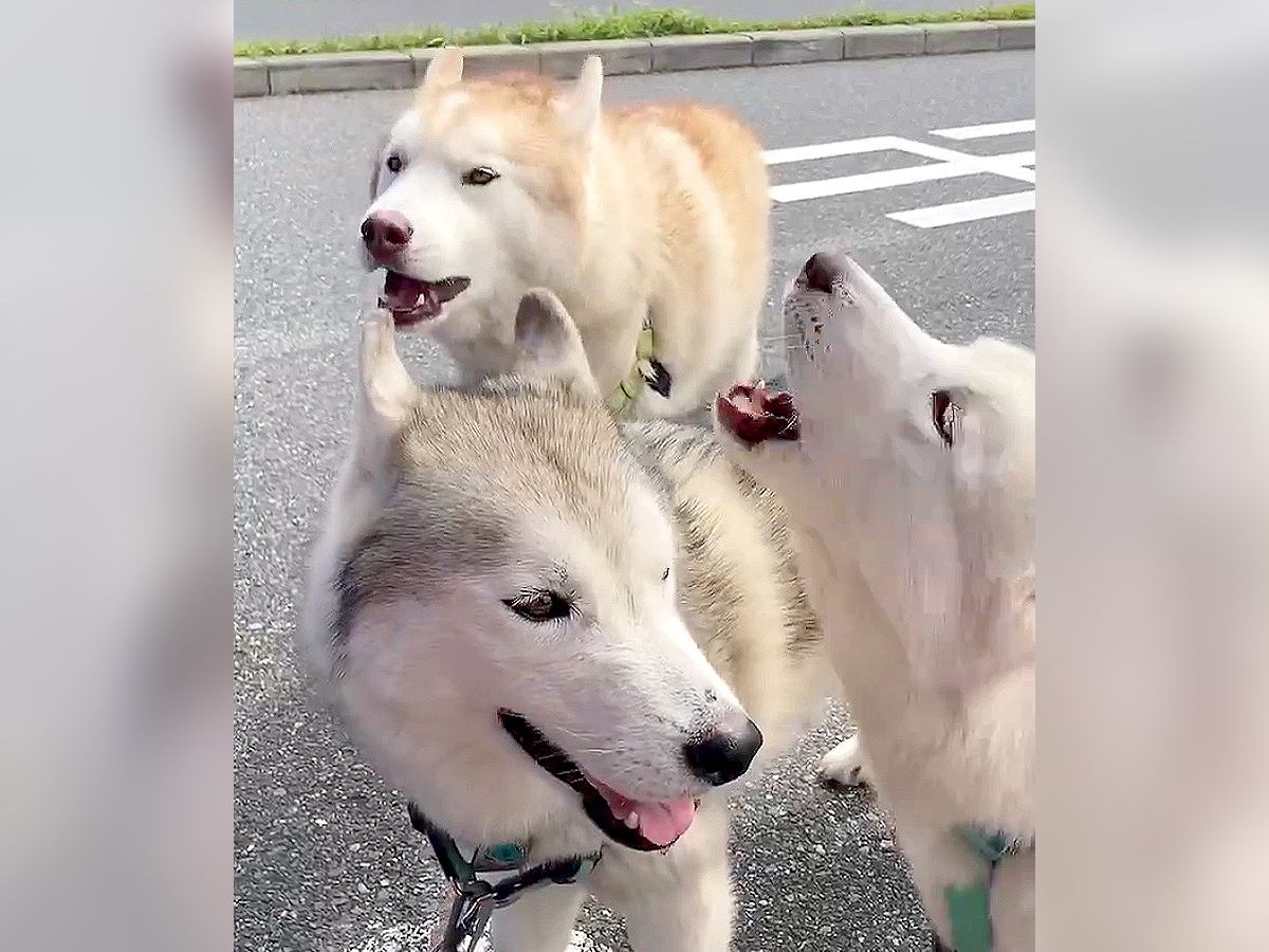 救急車の走行をサポートする5頭のハスキー犬…圧巻の遠吠えが13万9000再生を突破「すごい迫力ですね」「可愛い集団すぎる」絶賛続々