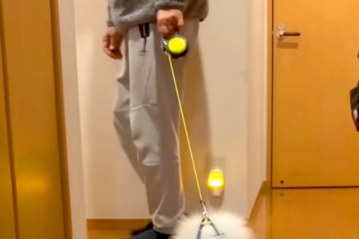 散歩の練習で『子犬にリードを装着した』結果→歩こうとしないので、引っ張ると…まさかの『モップ化』に反響「どこで買えますか？」「可愛いｗ」